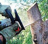 Tree and Shrub Care in Franklin Square, NY