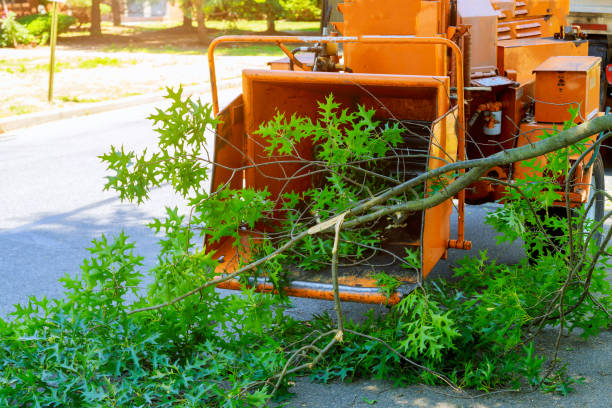 Best Lawn Disease Treatment  in Franklin Square, NY