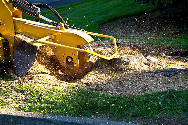 Best Grass Overseeding  in Franklin Square, NY