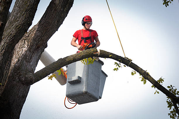 Best Commercial Tree Services  in Franklin Square, NY