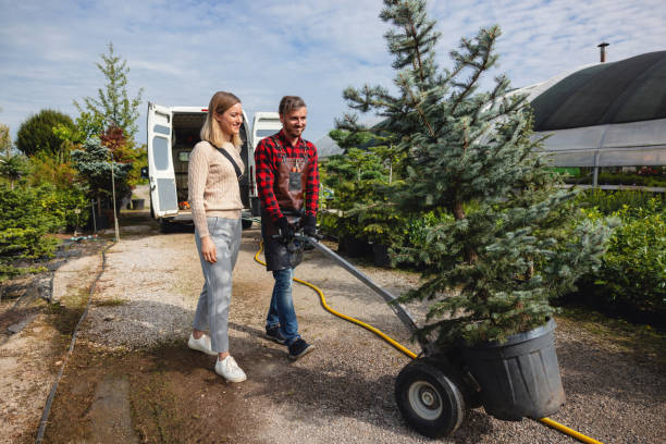 Trusted Franklin Square, NY Tree Services Experts