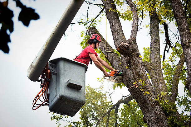 How Our Tree Care Process Works  in  Franklin Square, NY