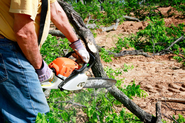  Franklin Square, NY Tree Services Pros